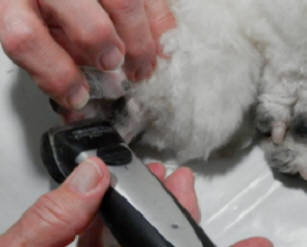 dog feet clippers